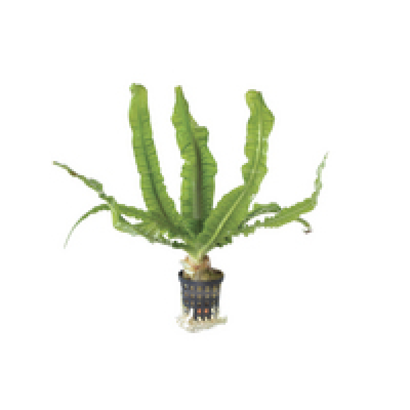 6x Crinum Natans